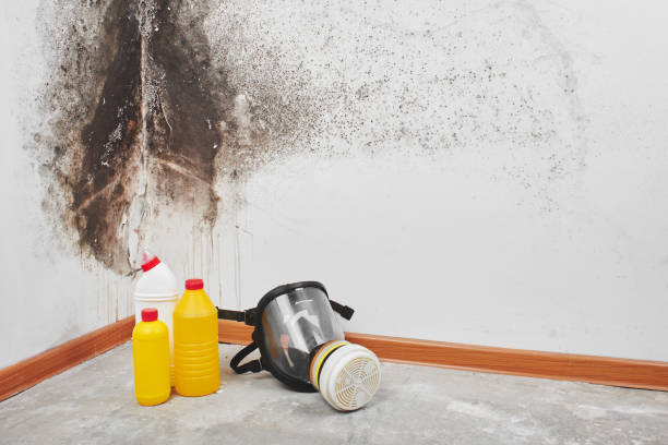Best Toxic Mold Removal  in Milam, TX