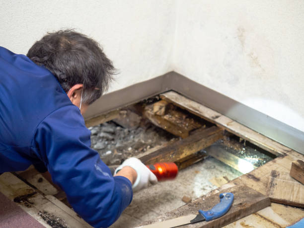 Trusted Milam, TX Mold Removal Experts