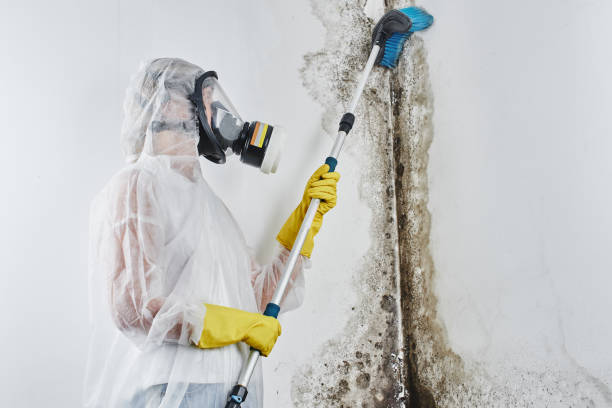 Best Local Mold Removal Service  in Milam, TX