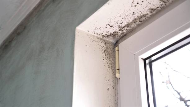 Best Toxic Mold Removal  in Milam, TX