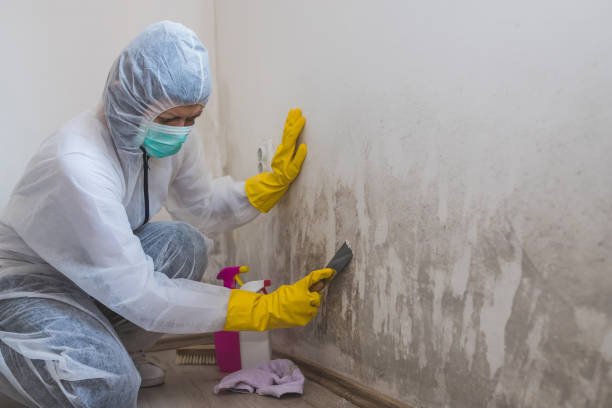 Mold Testing and Removal in Milam, TX