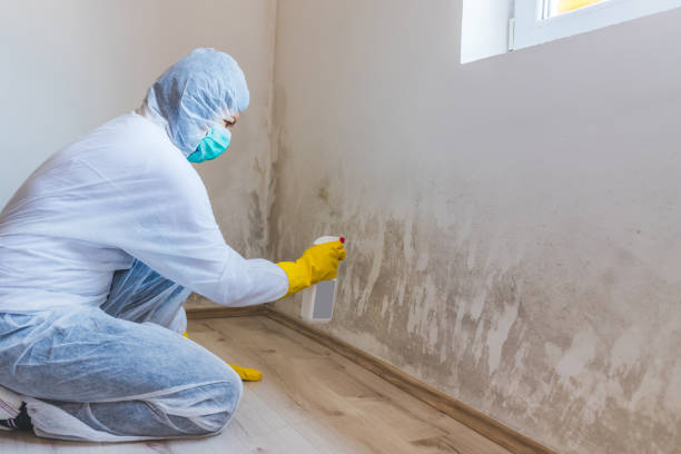 Best Mold Removal and Inspection  in Milam, TX