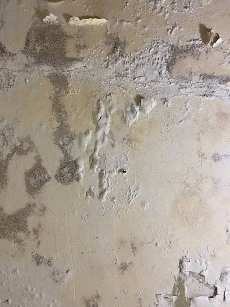 Best Mold Cleaning Services  in Milam, TX