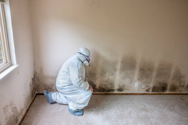 Best Professional Mold Removal  in Milam, TX