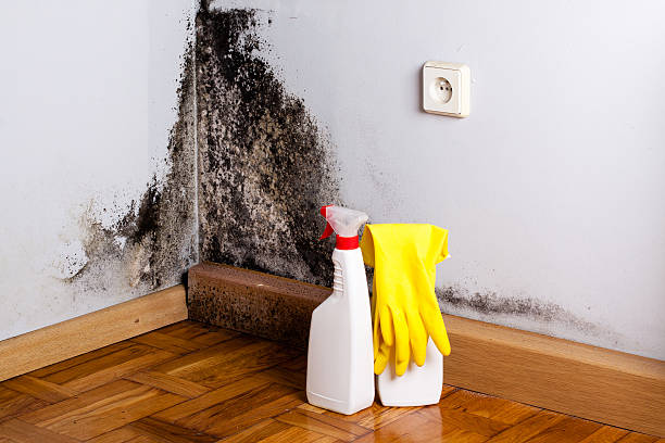 Best Local Mold Removal Service  in Milam, TX