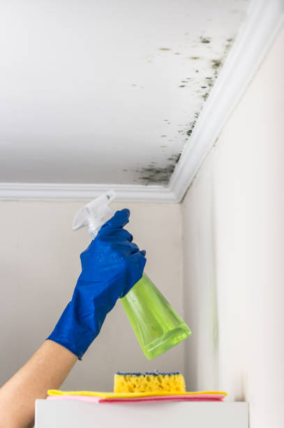Best Professional Mold Removal  in Milam, TX