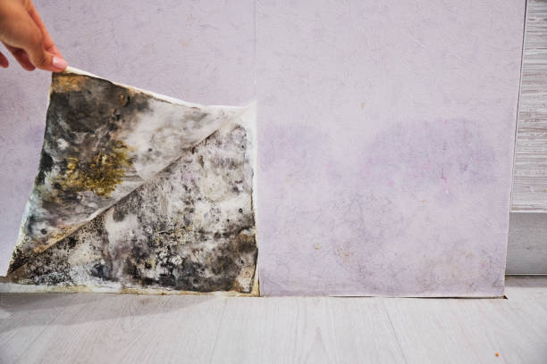 Best Mold Testing  in Milam, TX